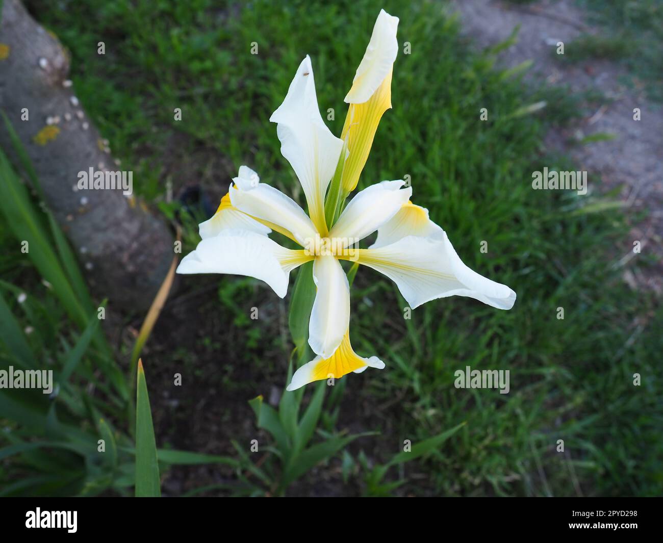 Iris ist eine Gattung mehrjähriger Rhizome der Iris-Familie. Ein Zierkraut mit großen, leuchtenden Blumen. Anmutige, zarte Blume von weißer Farbe mit gelben Adern. Grüne Leaves im Hintergrund Stockfoto