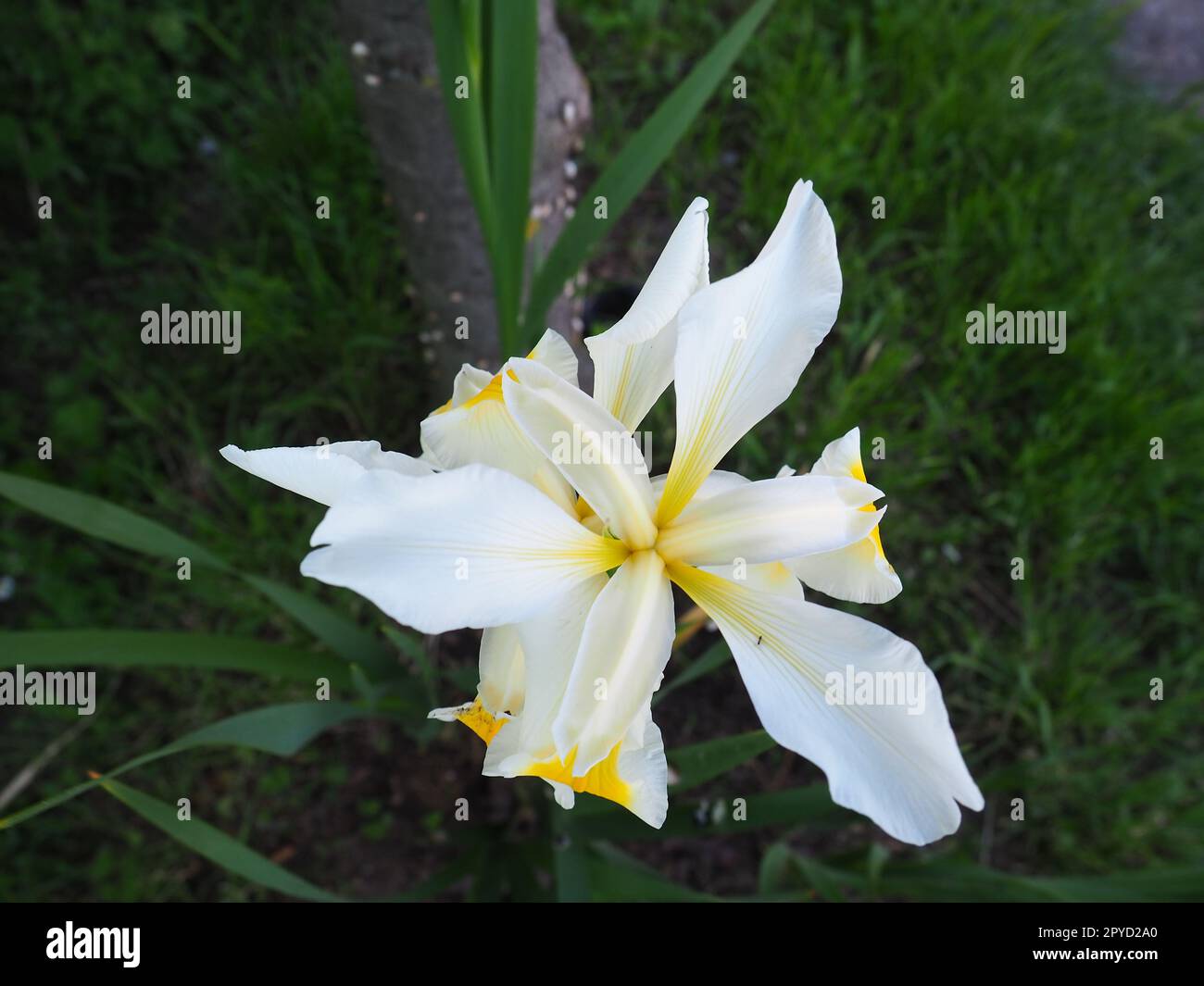 Iris ist eine Gattung mehrjähriger Rhizome der Iris-Familie. Ein Zierkraut mit großen, leuchtenden Blumen. Anmutige, zarte Blume von weißer Farbe mit gelben Adern. Grüne Leaves im Hintergrund Stockfoto