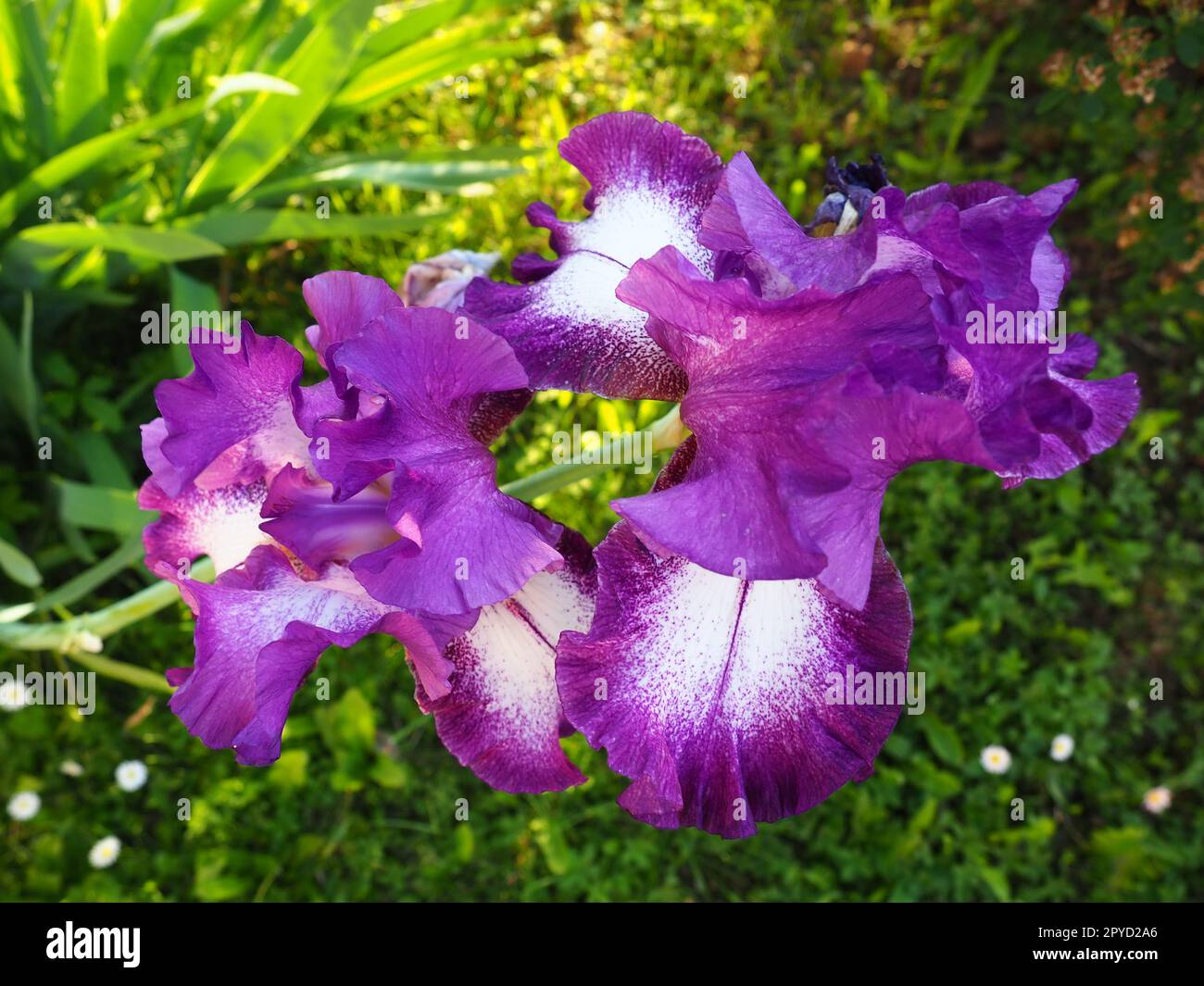 Wunderschöne farbenfrohe Blüten aus der Nähe. Violette Blumen im Sommer. Zwei hübsche Blumen auf einem Stiel. Grüne Blätter. Botanik, Pflanzenbau, Blumenzucht und Gartenbau Stockfoto