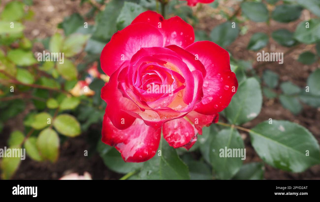 Blühende romantische Rouge Rose. Rosa und purpurrote Rosen blühen im Garten. Blütenblätter mit Wassertropfen Stockfoto