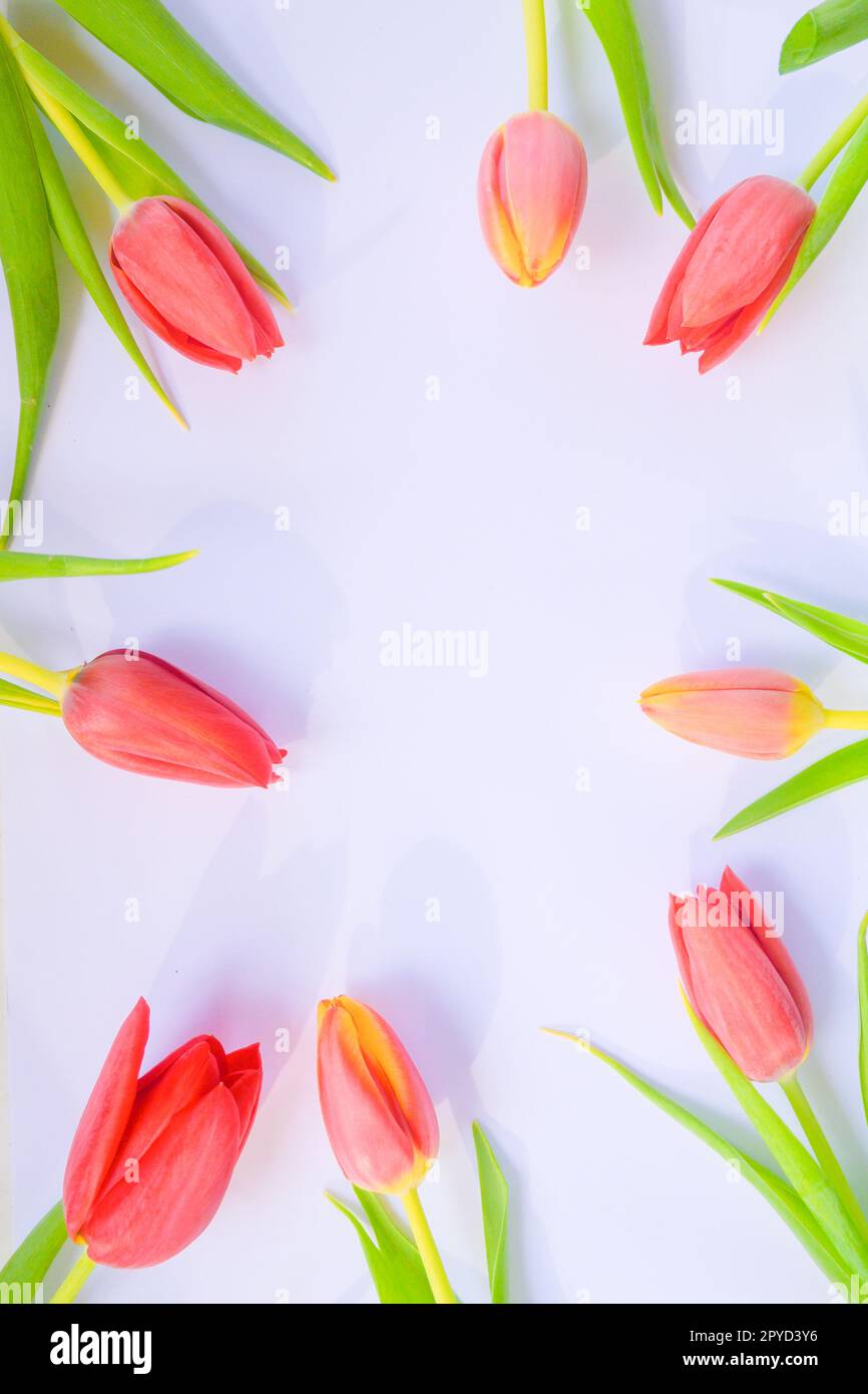 Weißer Hintergrund mit Strauß auf den roten Tulpen Stockfoto