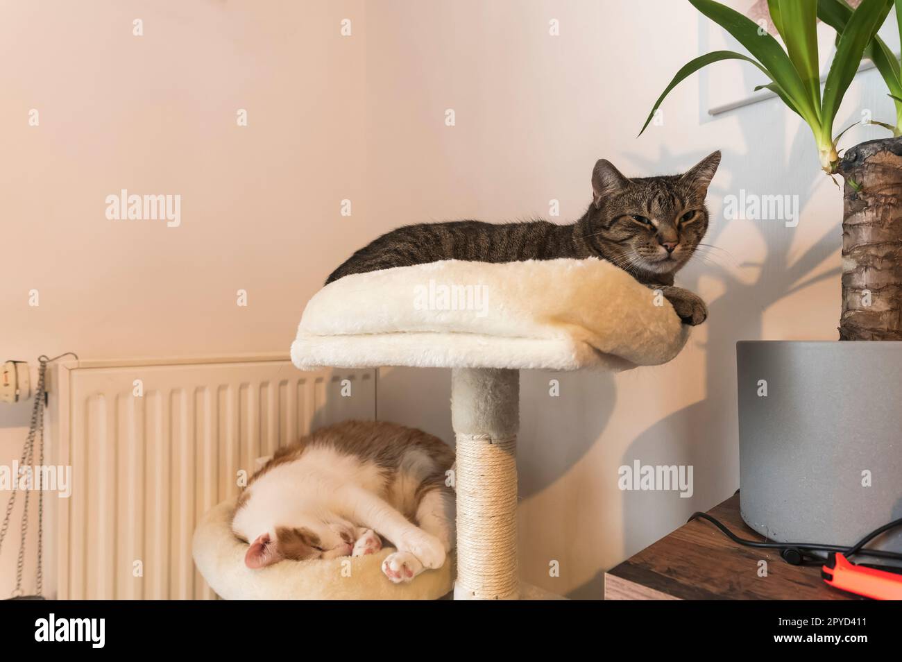 Zwei Katzen, die auf dem Katzenbaum schliefen Stockfoto