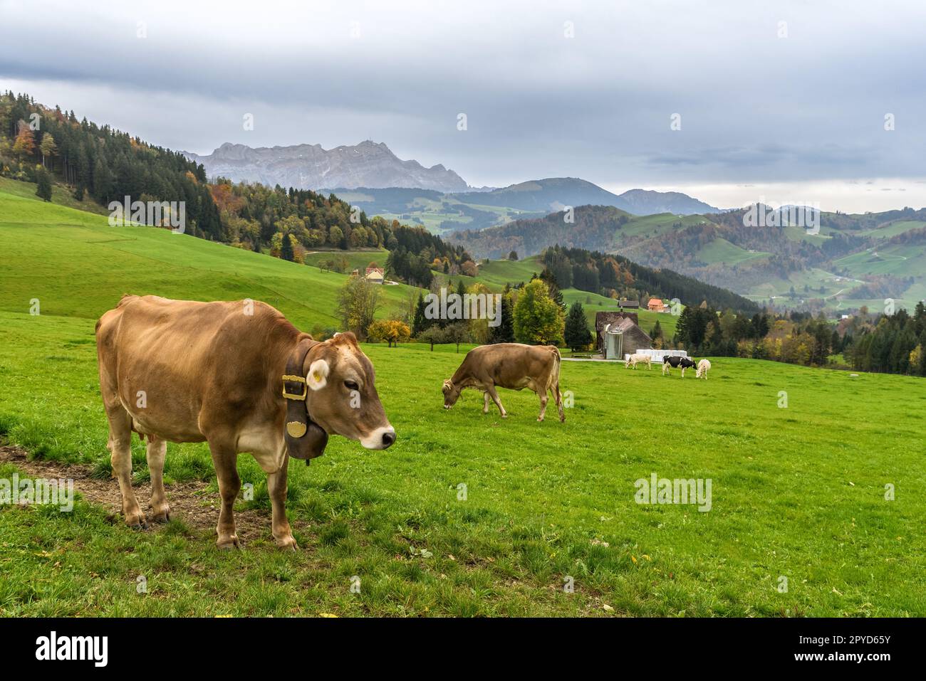 Braune Kühe auf einer Weide in den Schweizer alpen, Blick auf das Alpsteingebirge mit dem Gipfel von Saentis, Kanton Appenzell Innerrhoden, Schweiz Stockfoto