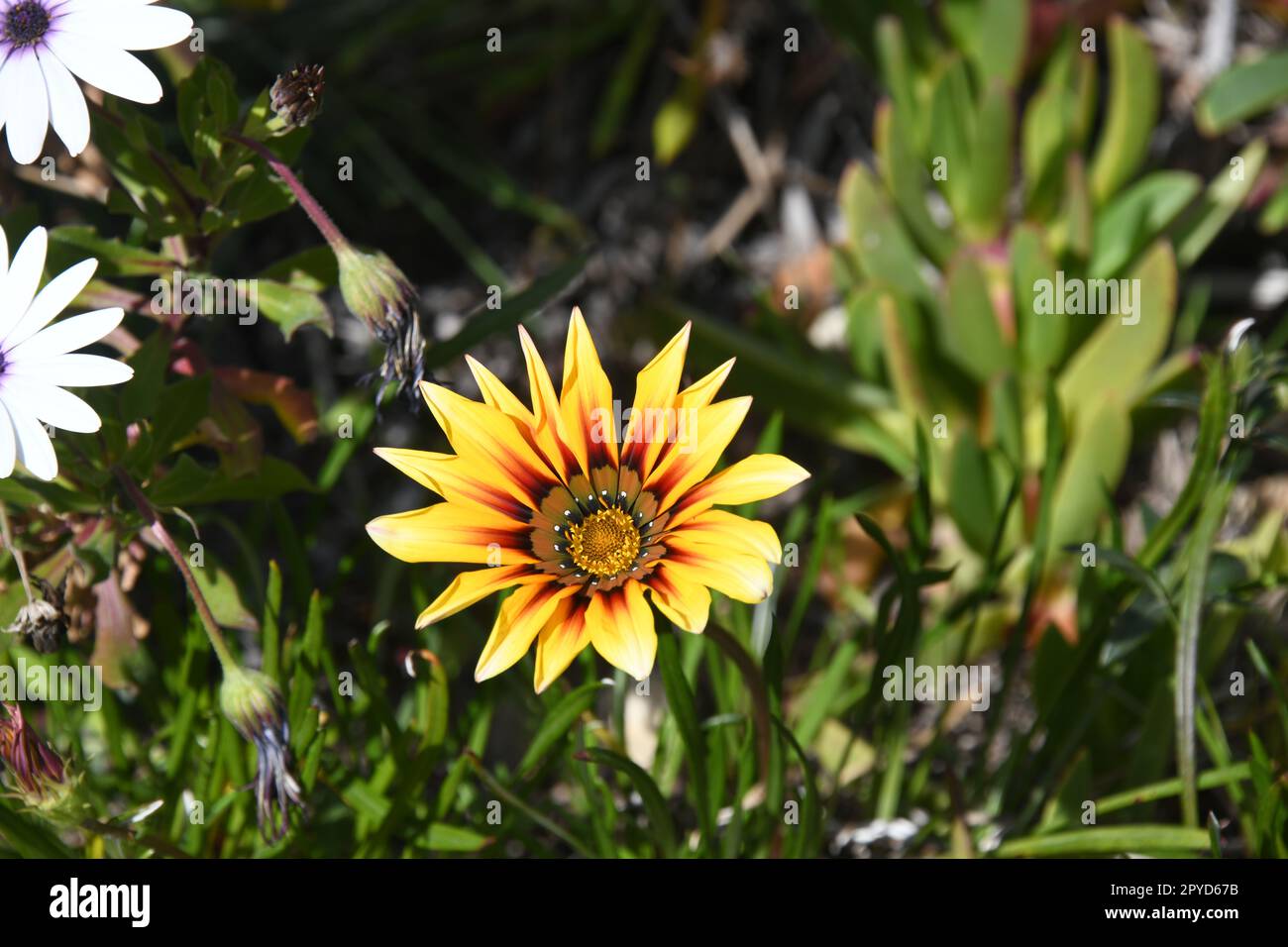 Frühlingsblumen in der Provinz Alicante, Costa Blanca, Spanien Stockfoto