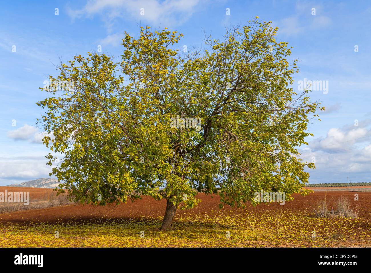 Eine einsame Eiche auf der Weide Stockfoto