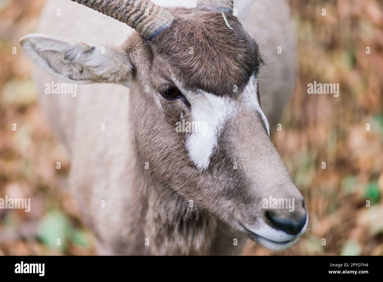 Die Mähne frisst Heu, das Tier im Zoo, die großen, abgerundeten Hörner eines Ramms. Stockfoto