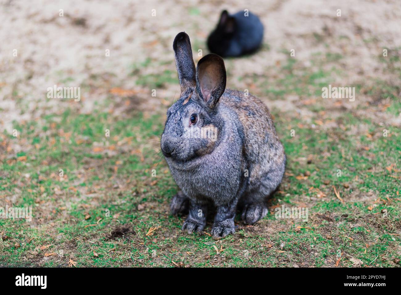 Süßes weißes Essen ist ein Hase im grünen Park. Tierischer Naturlebensraum des Kaninchens: Das Konzept des Lebens auf der Wiese. Stockfoto