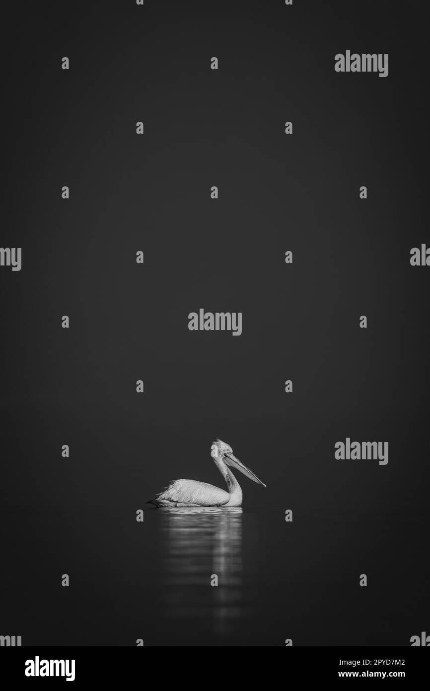 Mono Pelican schwimmt auf einem ruhigen blauen See Stockfoto