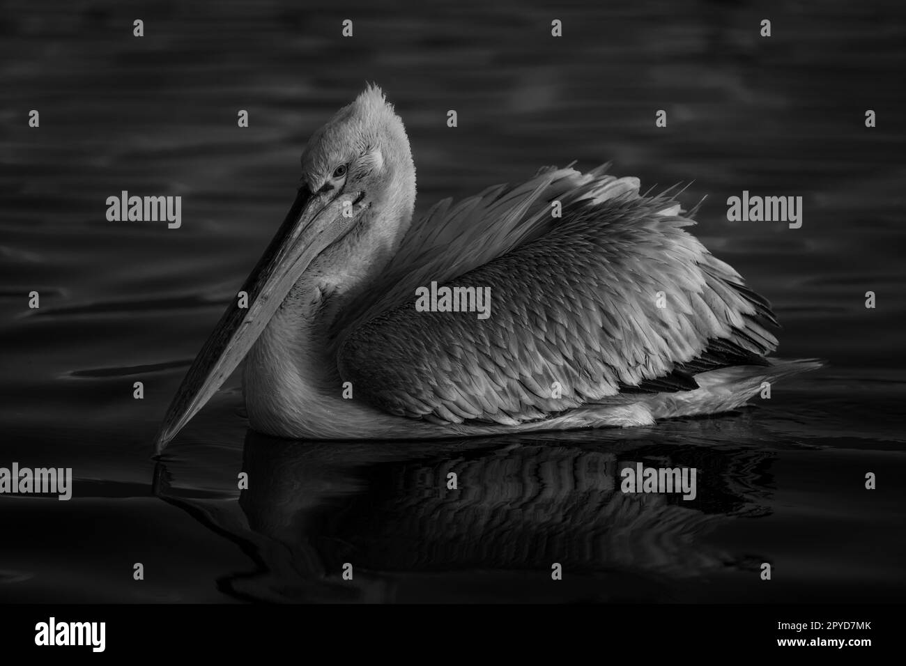 Mono-Pelikan schwimmt bei Sonnenaufgang über den See Stockfoto