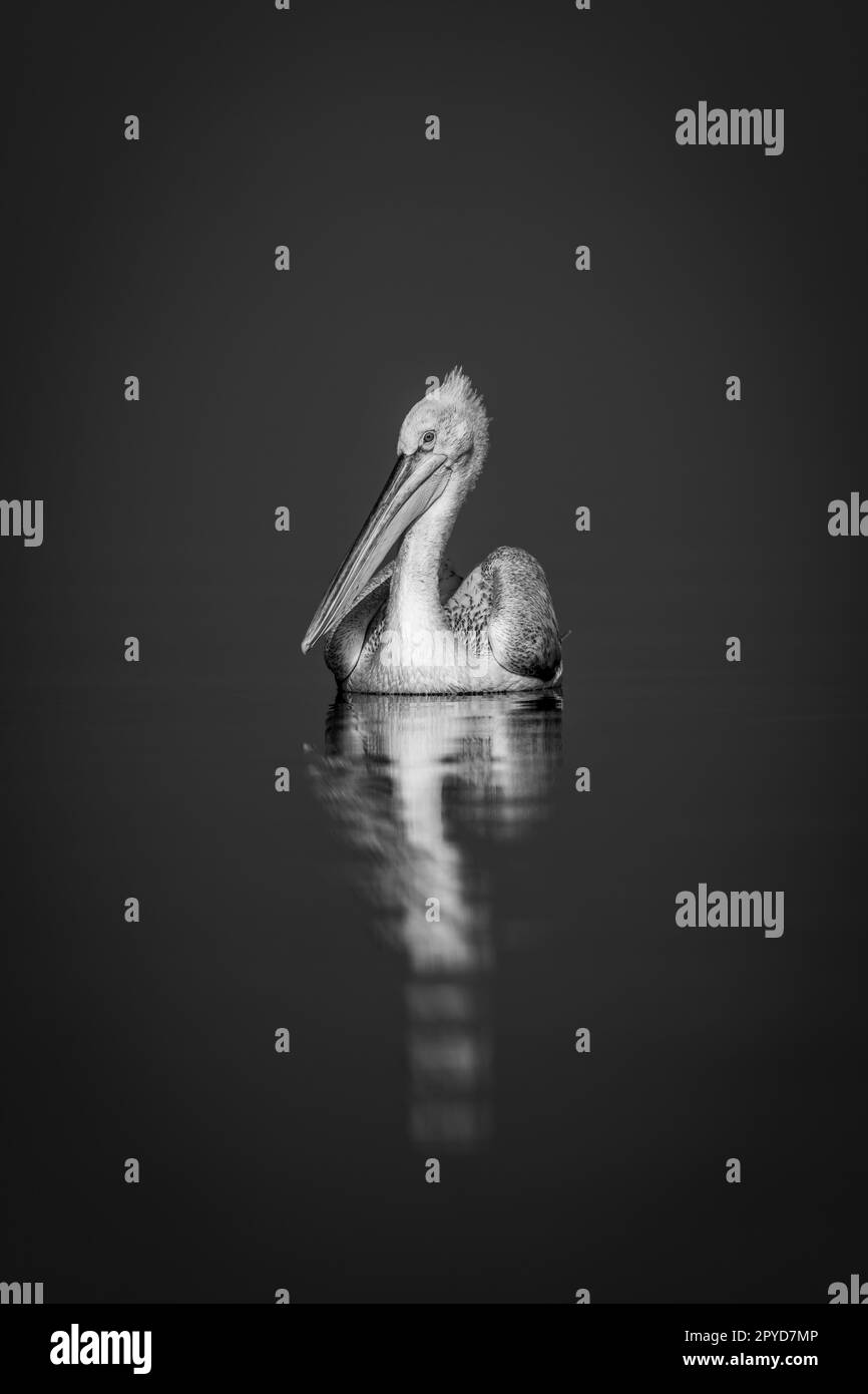 Mono Pelican sieht Kamera auf blauem See Stockfoto