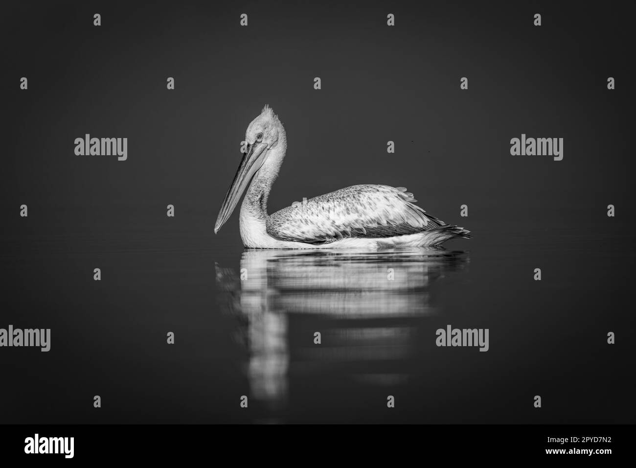 Mono Pelican sieht Kamera auf ruhigem See Stockfoto