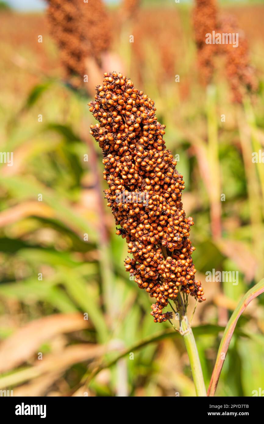 Hirse oder Sorghum eine wichtige Getreideart auf dem Feld Stockfoto