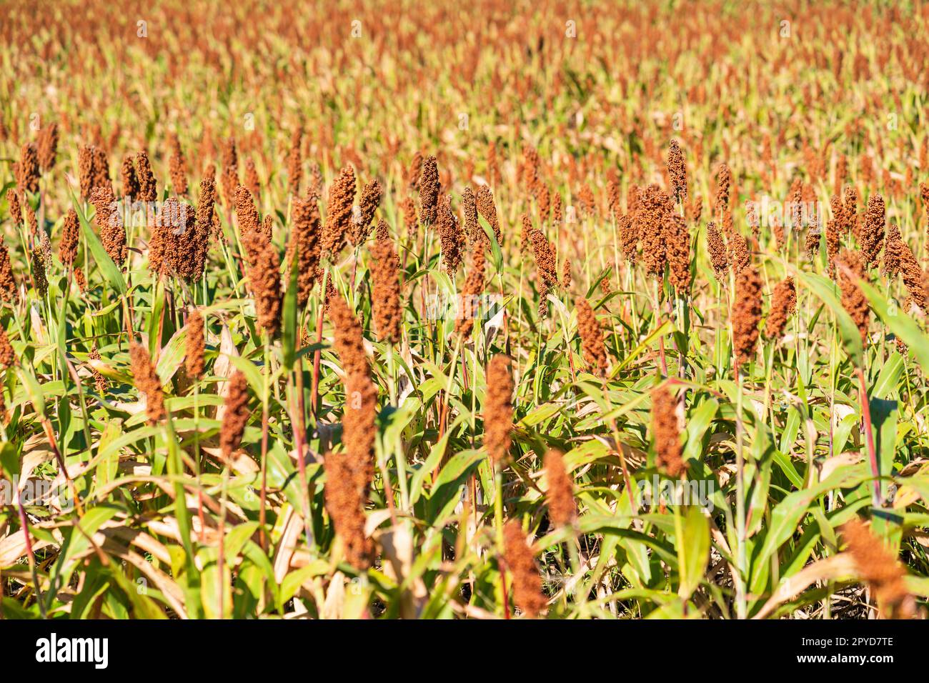 Hirse oder Sorghum eine wichtige Getreideart auf dem Feld Stockfoto