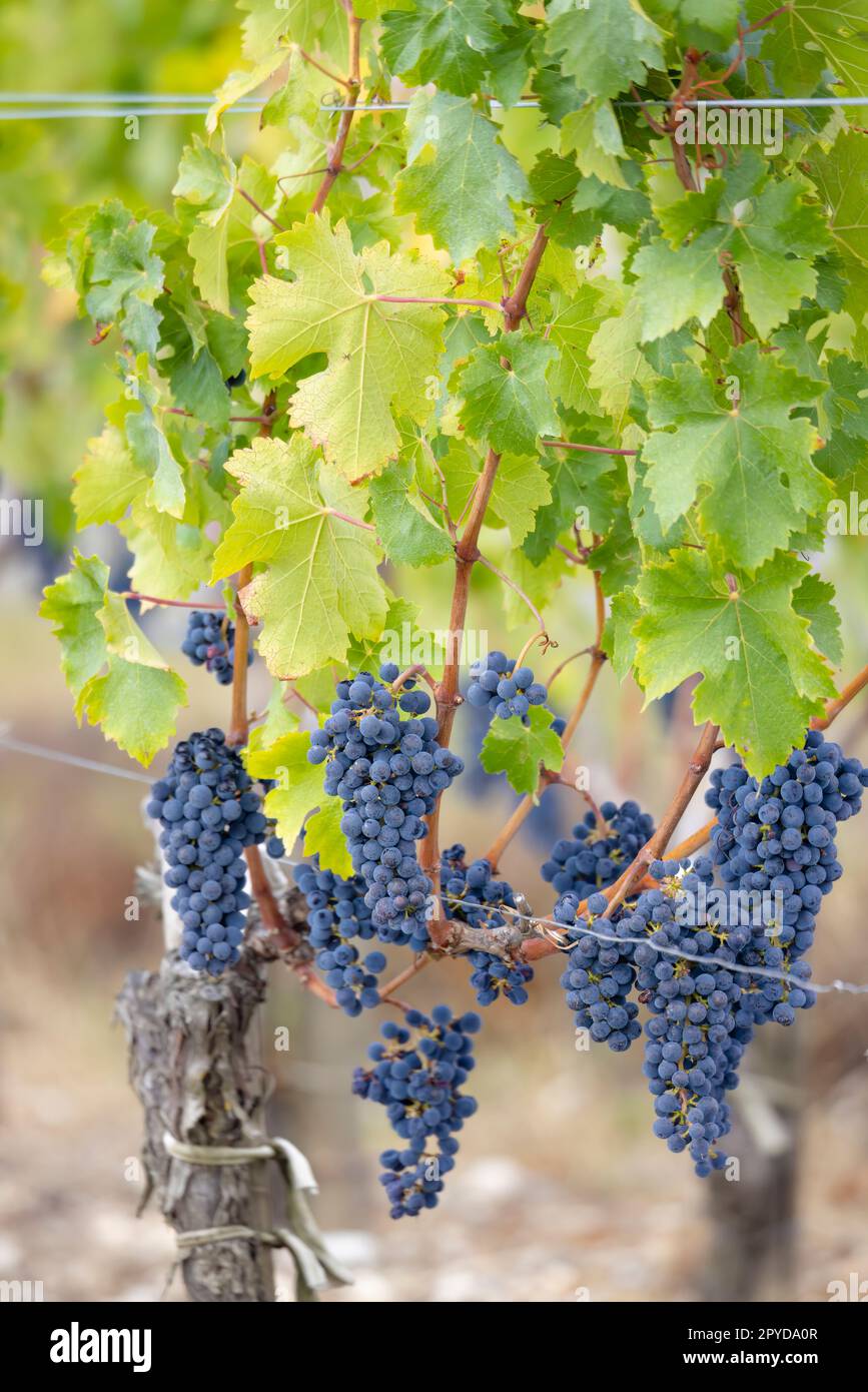 Weintrauben Cabernet Sauvignon zur Erzeugung von Weinen höchster Qualität in Bordeaux, Frankreich Stockfoto