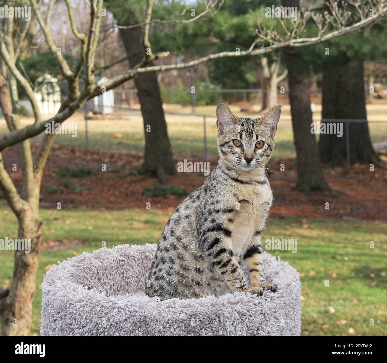 Serval Savannah Kitten Stockfoto