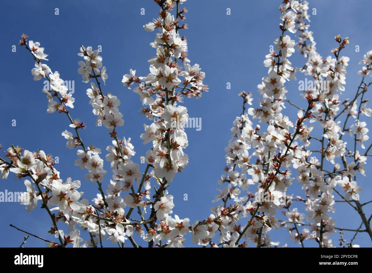 Mandelblüten auf Mandelbaum an der Costa Blanca, Provinz Alicante, Spanien, März 2023 Stockfoto