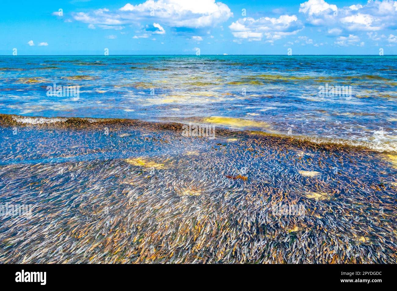 Wunderschönes Seegras unter Wasser im Karibischen Meer Playa del Carmen. Stockfoto