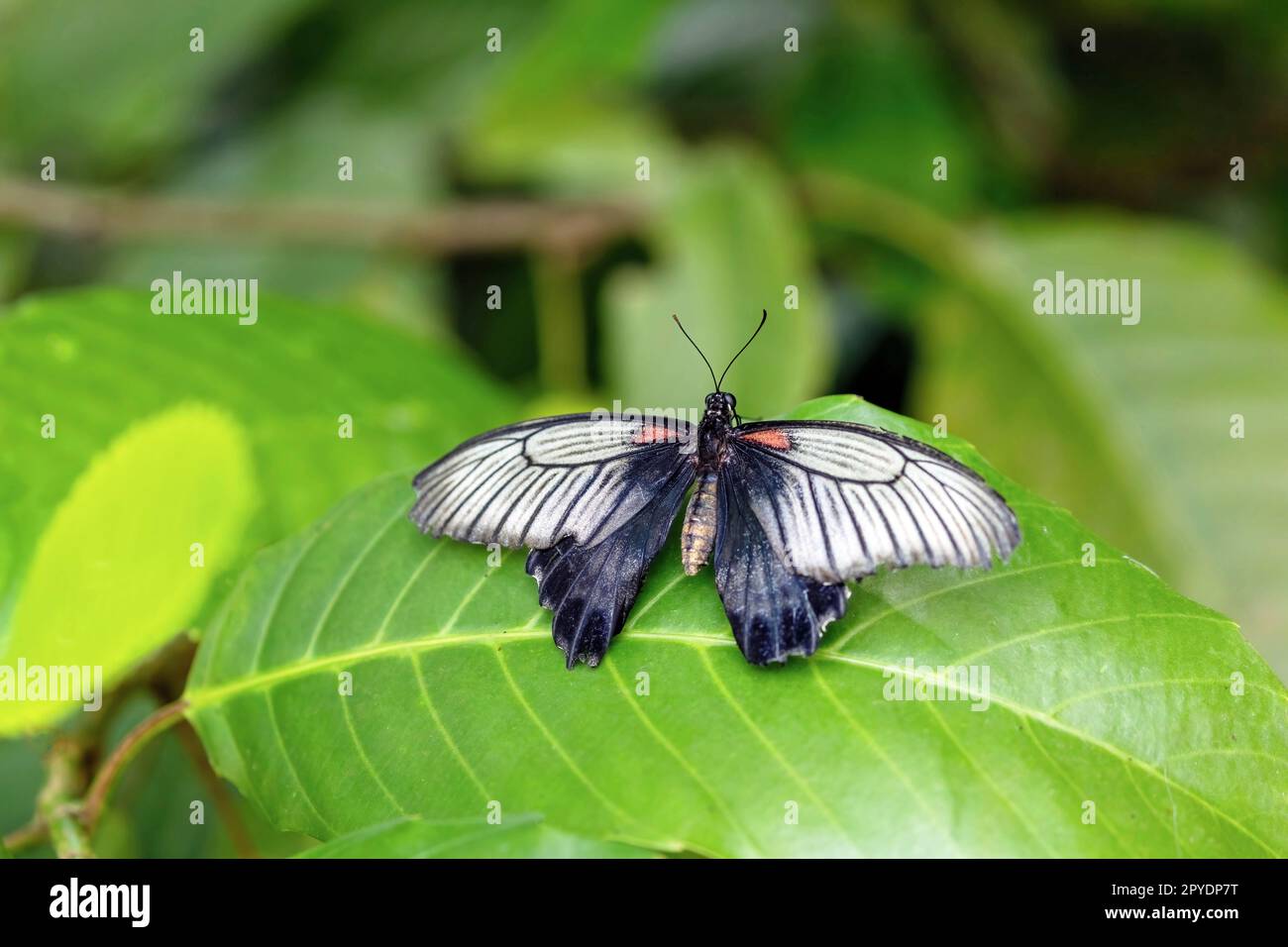 Südostasiatischer großer Mormonen-Schmetterling. Horizontal. Stockfoto
