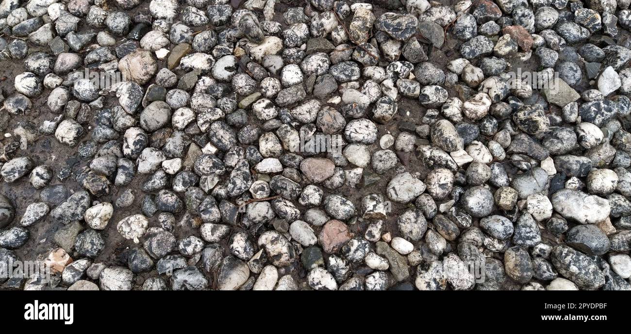 Pflastersteine aus runden, hellen Steinen, ähnlich wie Marmor. Gepflasterter Platz in der Altstadt von Sarajevo, Bosnien und Herzegowina. Wunderschöne nasse, glänzende Steine nach Regen. Nahaufnahme bei Tageslicht Stockfoto