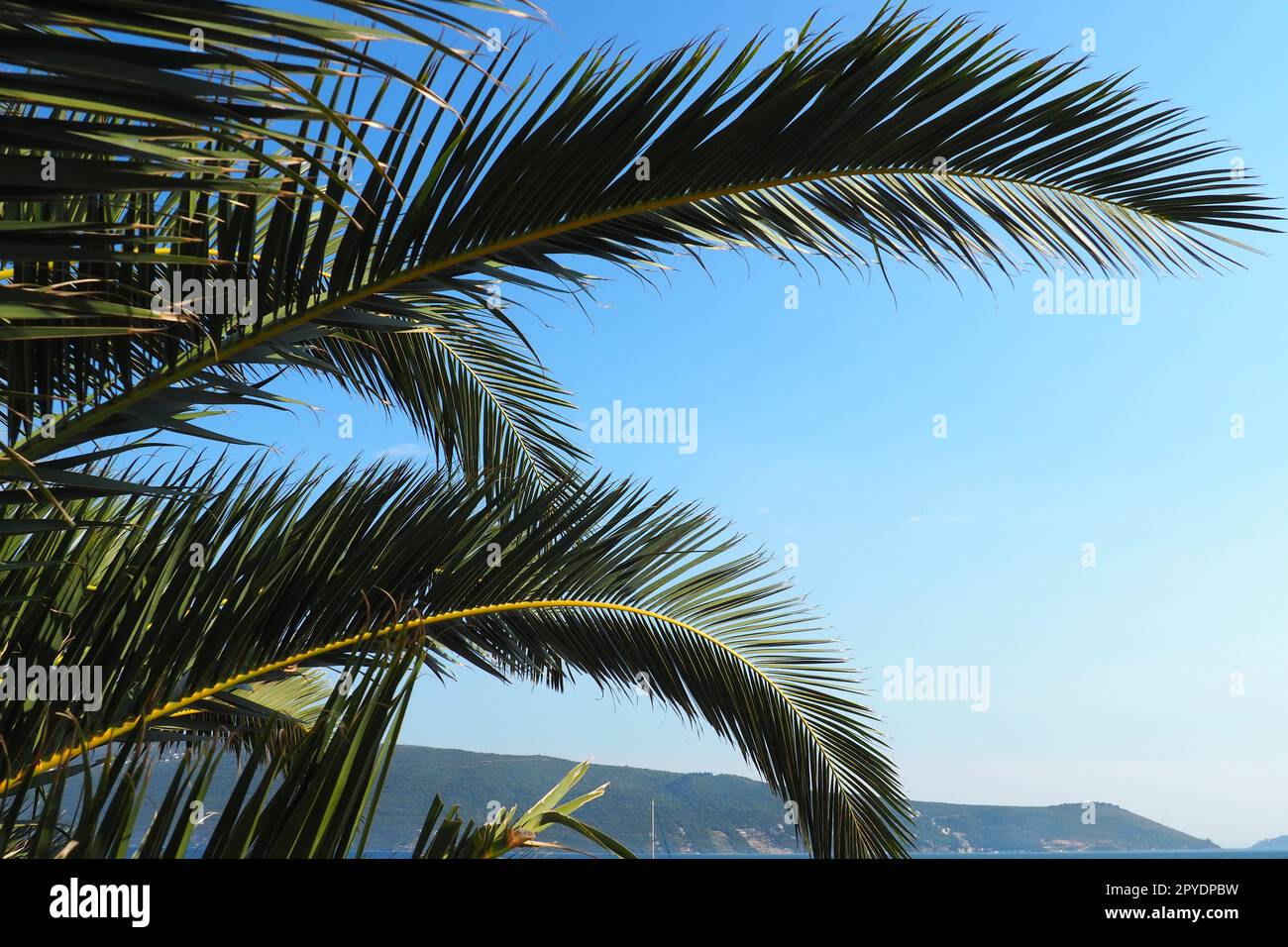 Palmenzweige am blauen Himmel. Sonniges Wetter. Urlaub im Resort. Kokosnuss und Datteln lassen sich schwingen. Der blaue Himmel. Tourismus und Reisen zu tropischen Orten. Montenegro, Palmen. Plage-Feiertag. Stockfoto