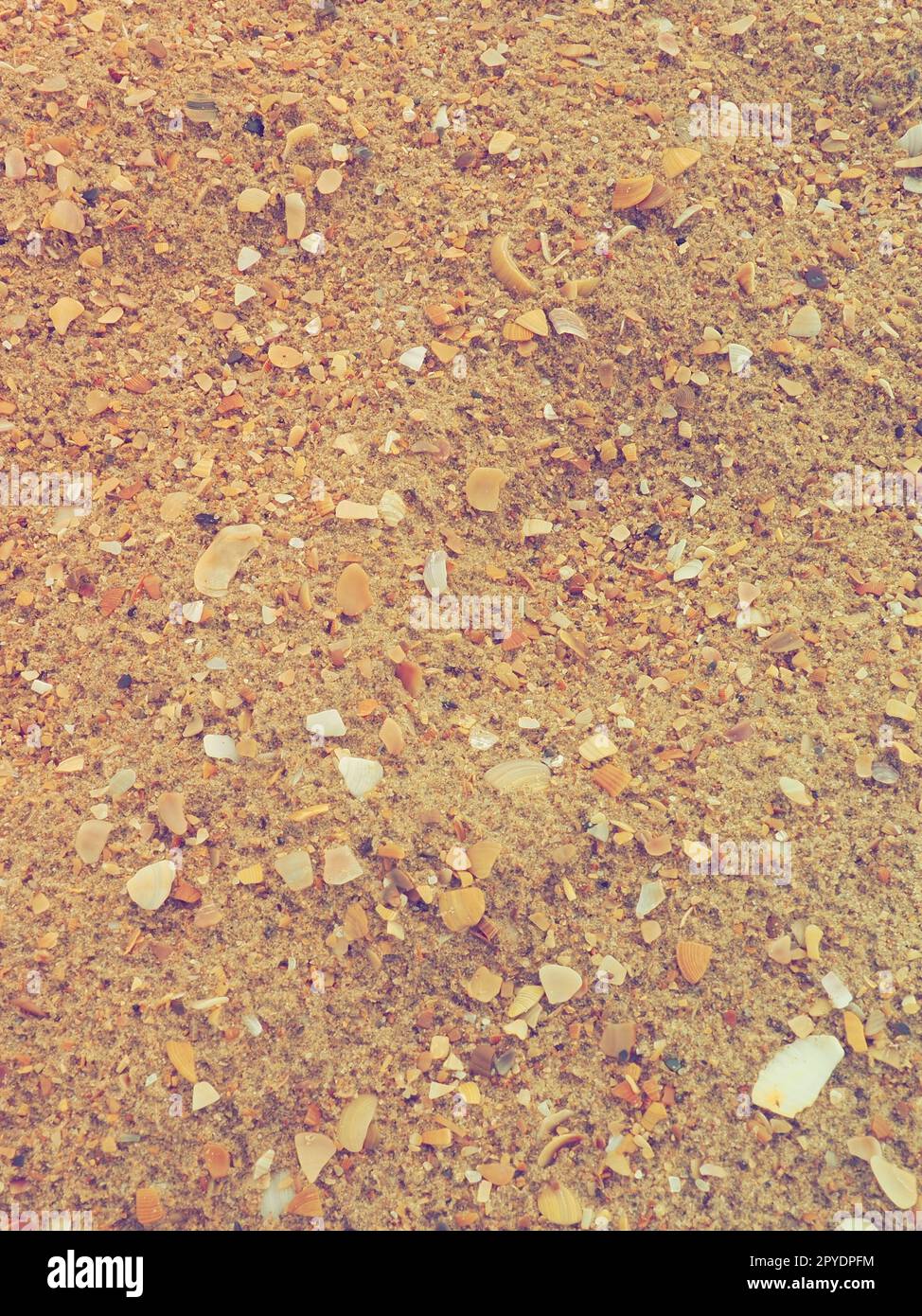 Sand mit Muschelhintergrund. Nasser grober Quarzsand. Kaputte Muscheln. Strand nach starkem Regen. Kieselgel. Quarzsand, natürlich braunes Material nach Sturm. Dellen von Tropfen im Sand. Anapa Stockfoto
