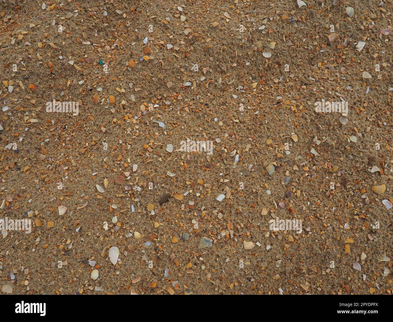 Sand mit Muschelhintergrund. Nasser grober Quarzsand. Kaputte Muscheln. Strand nach starkem Regen. Kieselgel. Quarzsand, natürlich braunes Material nach Sturm. Dellen von Tropfen im Sand. Anapa Stockfoto