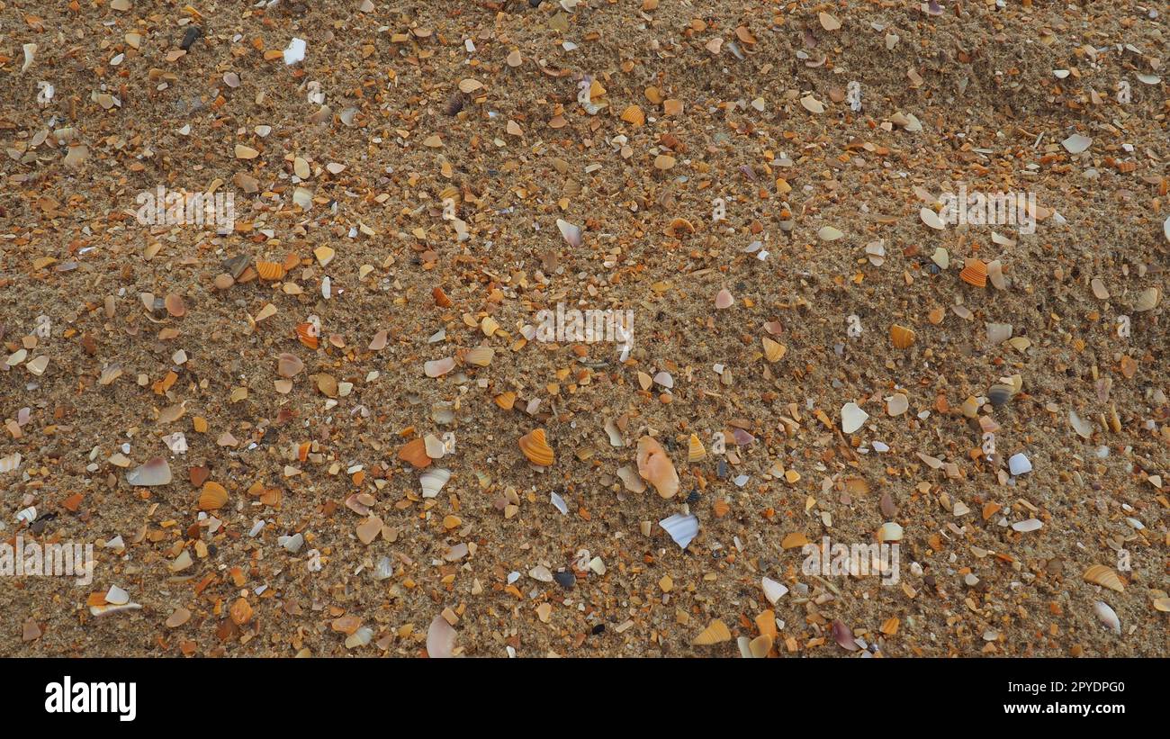 Sand mit Muschelhintergrund. Nasser grober Quarzsand. Kaputte Muscheln. Strand nach starkem Regen. Kieselgel. Quarzsand, natürlich braunes Material nach Sturm. Dellen von Tropfen im Sand. Anapa Stockfoto