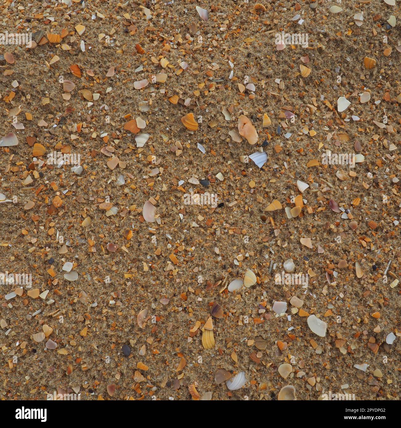 Sand mit Muschelhintergrund. Nasser grober Quarzsand. Kaputte Muscheln. Strand nach starkem Regen. Kieselgel. Quarzsand, natürlich braunes Material nach Sturm. Dellen von Tropfen im Sand. Anapa Stockfoto