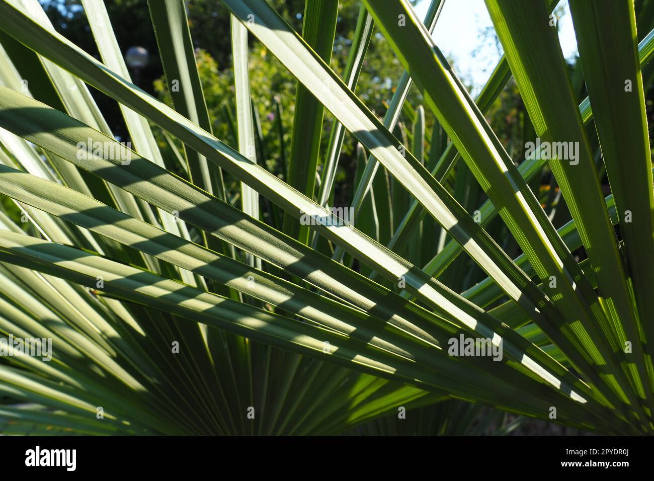 Die Palme hinterlässt Textur mit Schatten und Licht. Palmenblätter von leuchtend grüner Farbe. Tropischer wunderschöner Hintergrund. Sommer Strandtourismus. Stockfoto