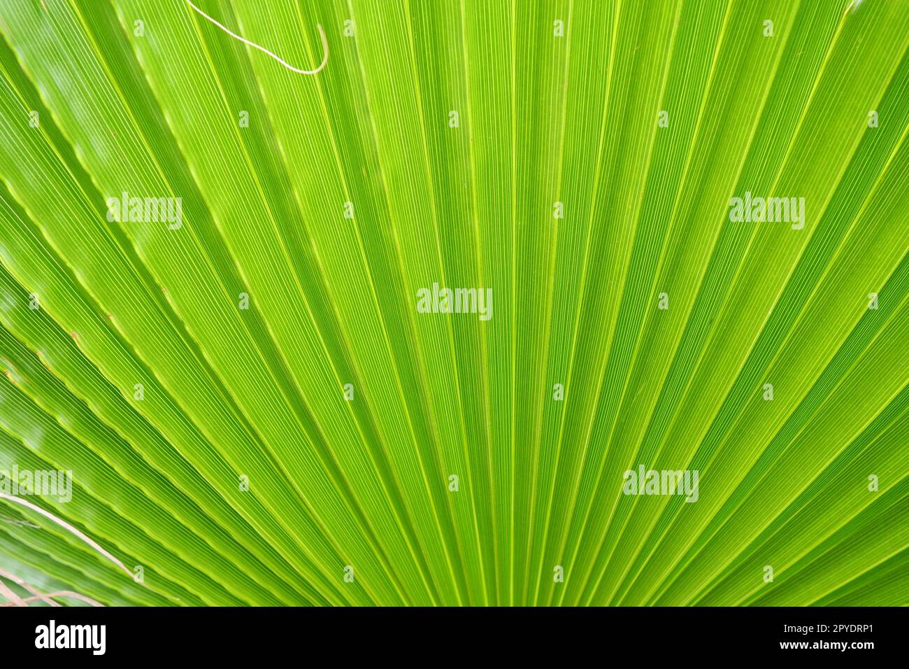 Die Palme hinterlässt Textur mit Schatten und Licht. Palmenblätter in leuchtend grünen und gelben Farben. Tropischer wunderschöner Hintergrund. Sommer Strandtourismus. Plisseeblätter. Stockfoto