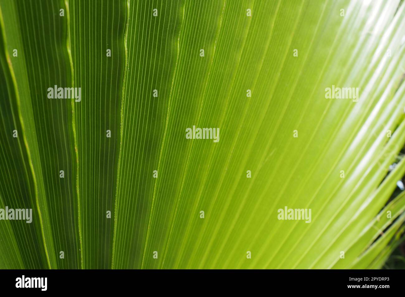 Die Palme hinterlässt Textur mit Schatten und Licht. Palmenblätter in leuchtend grünen und gelben Farben. Tropischer wunderschöner Hintergrund. Sommer Strandtourismus. Plisseeblätter. Stockfoto