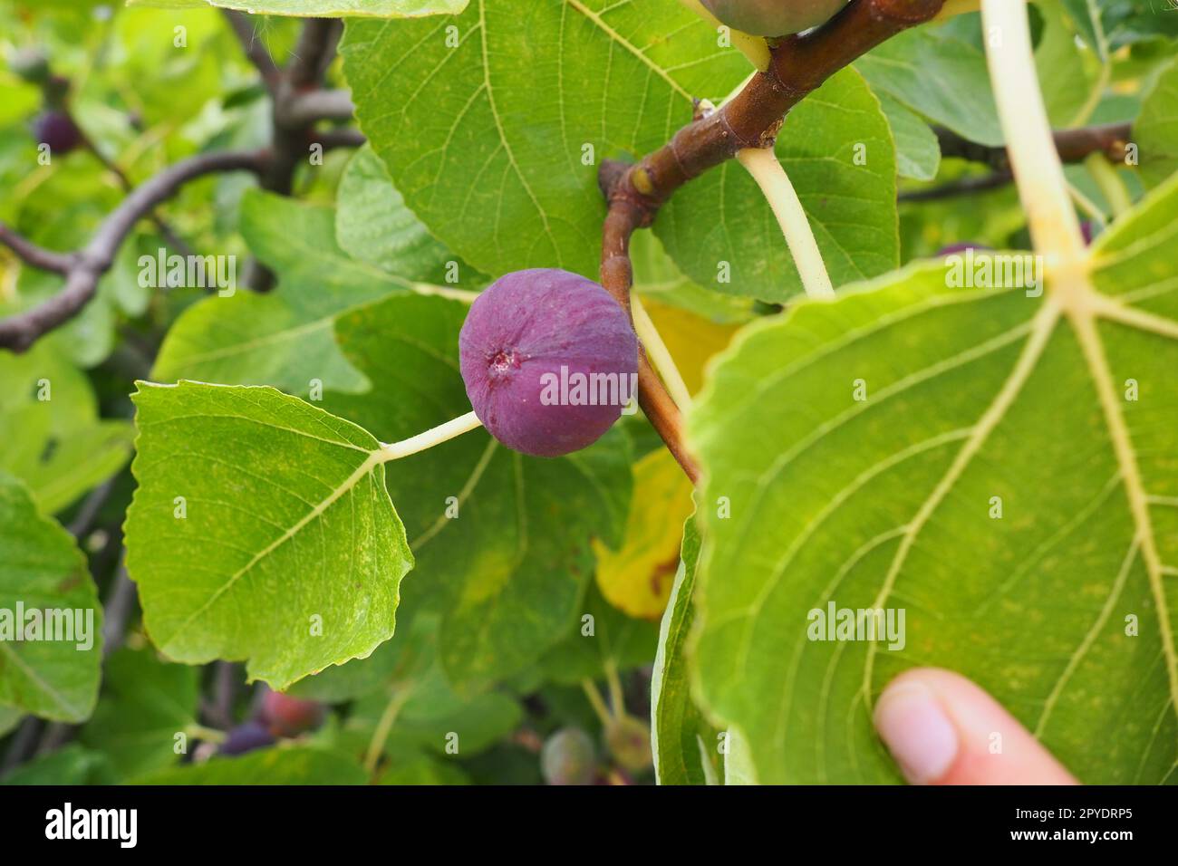 Feigenbaum Ficus carica ist eine subtropische Laubpflanze der Gattung Ficus der Familie Mulberry. Feigen auf einem Ast. Gartenpflanzen. Reife grüne rote Feige in einem Garten oder Bauernhof Stockfoto