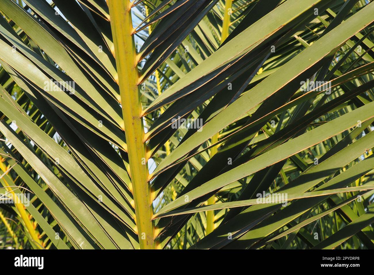 Palmenzweige am blauen Himmel. Sonniges Wetter. Urlaub im Resort. Kokosnuss und Datteln lassen sich schwingen. Der blaue Himmel. Tourismus und Reisen zu tropischen Orten. Montenegro, Palmen. Plage-Feiertag. Stockfoto