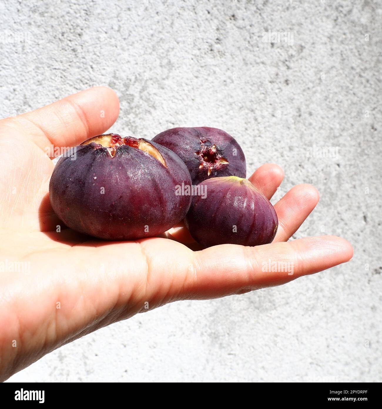 Feigen- oder Feigenbaum oder Feigenbaum oder Ficus carica ist eine subtropische Laubpflanze der Gattung Ficus der Familie Mulberry. Gesundes Essen. Reife lila Feigenfrüchte in der Handfläche einer Frau. Stockfoto