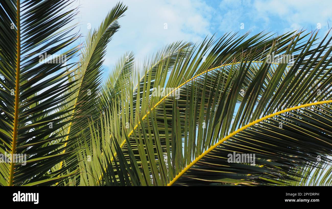 Palmenzweige am blauen Himmel. Sonniges Wetter. Urlaub im Resort. Kokosnuss und Datteln lassen sich schwingen. Der blaue Himmel. Tourismus und Reisen zu tropischen Orten. Montenegro, Palmen. Plage-Feiertag. Stockfoto