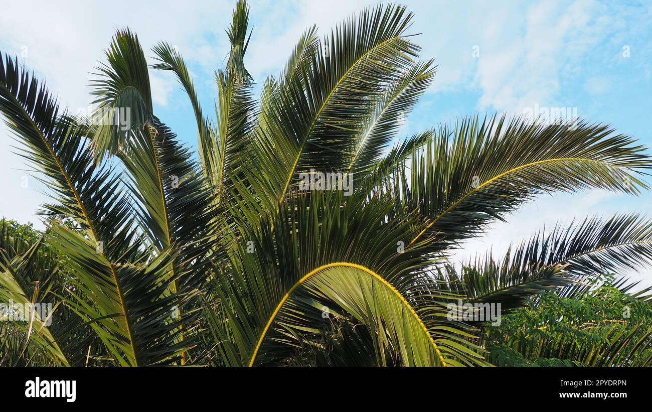 Palmenzweige am blauen Himmel. Sonniges Wetter. Urlaub im Resort. Kokosnuss und Datteln lassen sich schwingen. Der blaue Himmel. Tourismus und Reisen zu tropischen Orten. Montenegro, Palmen. Plage-Feiertag. Stockfoto