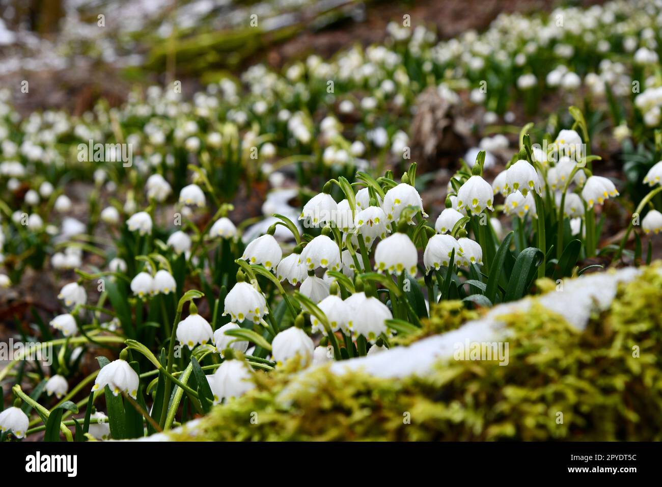 Schneeflocken blühen auf einem feuchten Waldboden Stockfoto