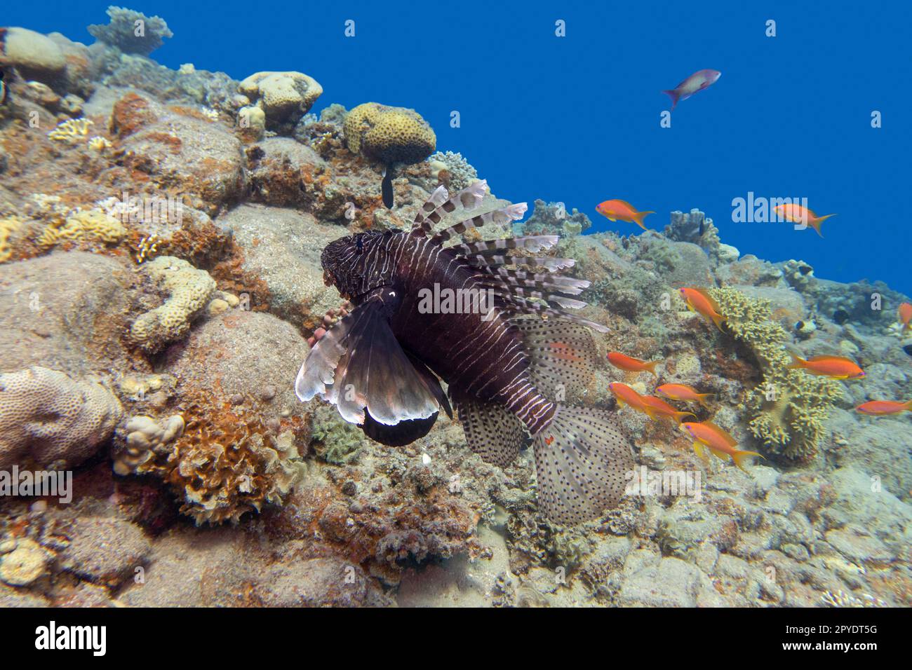 Rote Löwenfische, Raubfische über farbenfrohen Korallenriffen auf dem Grund des tropischen Meeres, Unterwasserlandschaft Stockfoto