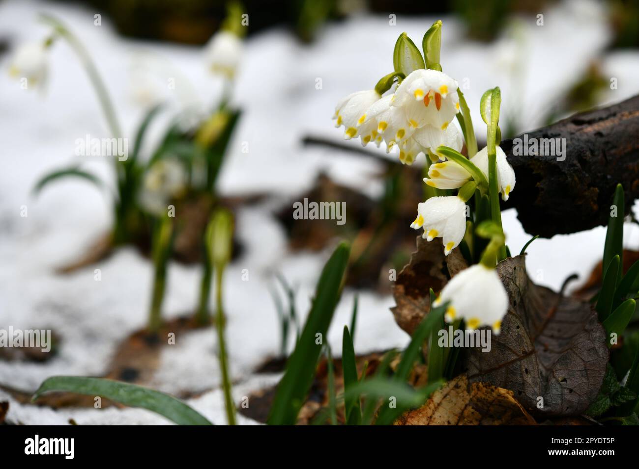 Schneeflocken blühen auf einem feuchten Waldboden Stockfoto