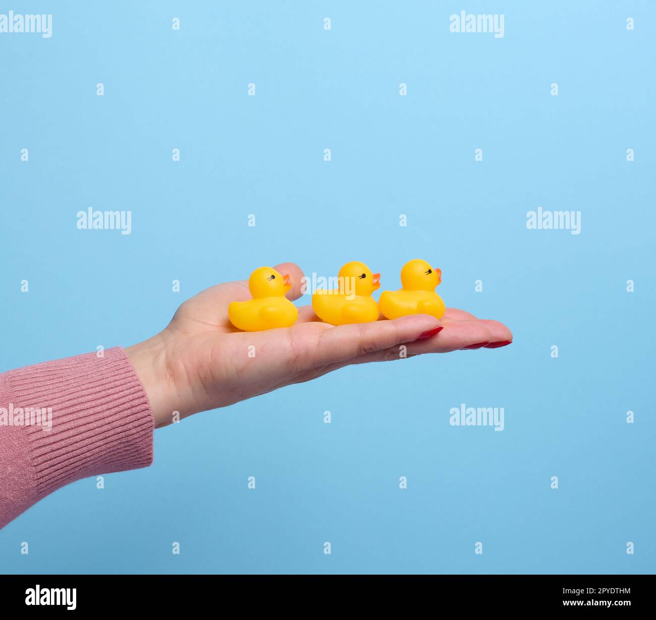 Die Hand einer Frau hält eine gelbe Gummiente auf blauem Hintergrund, ein Badespielzeug Stockfoto