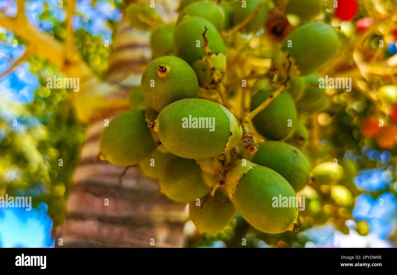 Palme rote grüne Palme Datteln Nusssamen Betelnüsse. Stockfoto
