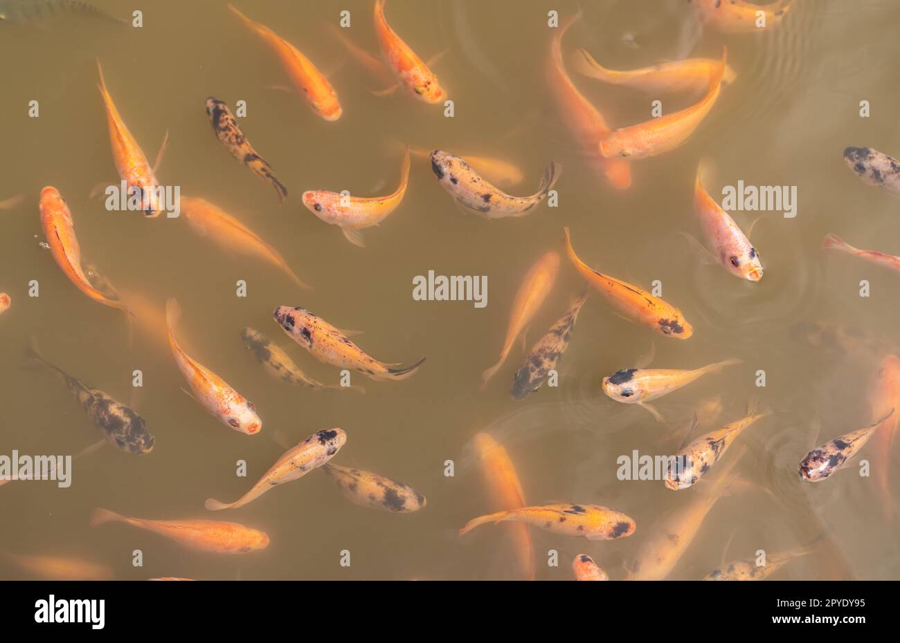 Blick von oben auf Niltilapia-Fische auf dem Bauernhof, die zur Fütterungszeit im Aquakulturteich auf Essen warten. Süßwasserfische im Aquakulturteich. Süßwasserfische warten auf Fütterung. Futtermittelindustrie. Bewölktes Wasser. Stockfoto