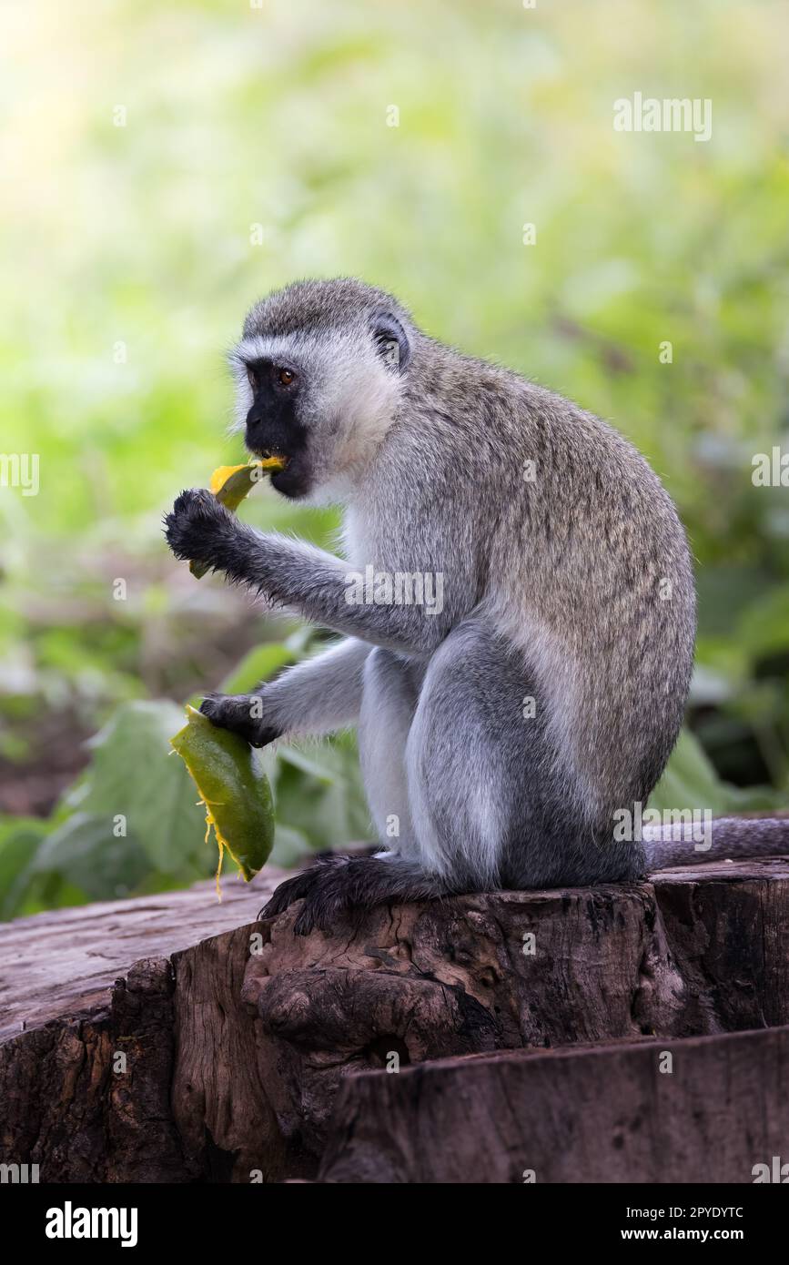 Wilder, süßer Vervet-Affe, der im Ngorongoro-Krater-Nationalpark in Tansania, Afrika, eine Mango im Gras isst Stockfoto