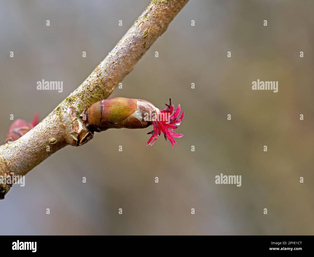 Hazel Flower Weiblich Stockfoto