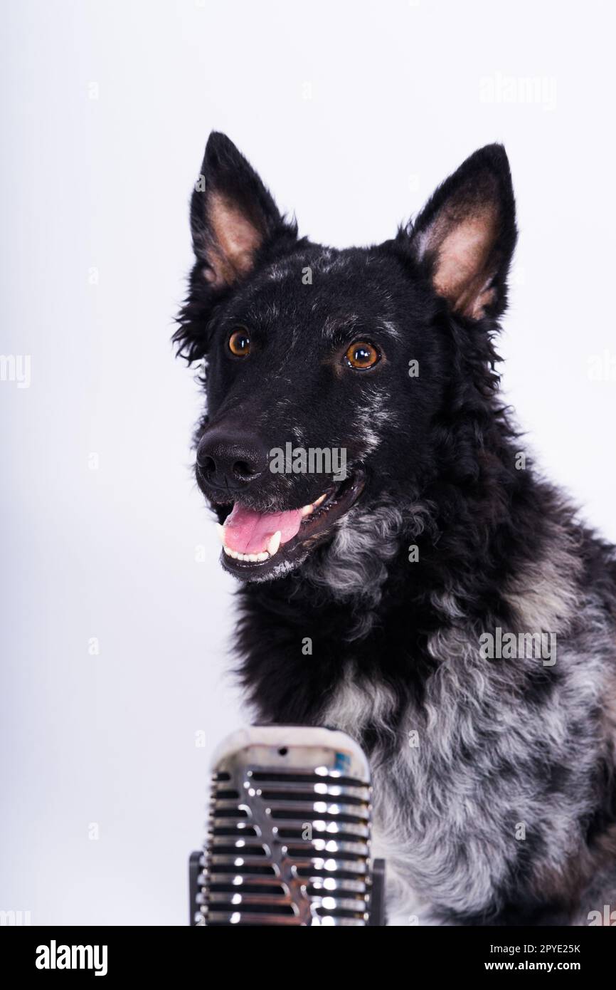 Mudi-Hund mit Mikrofon auf weißem Studiohintergrund Stockfoto