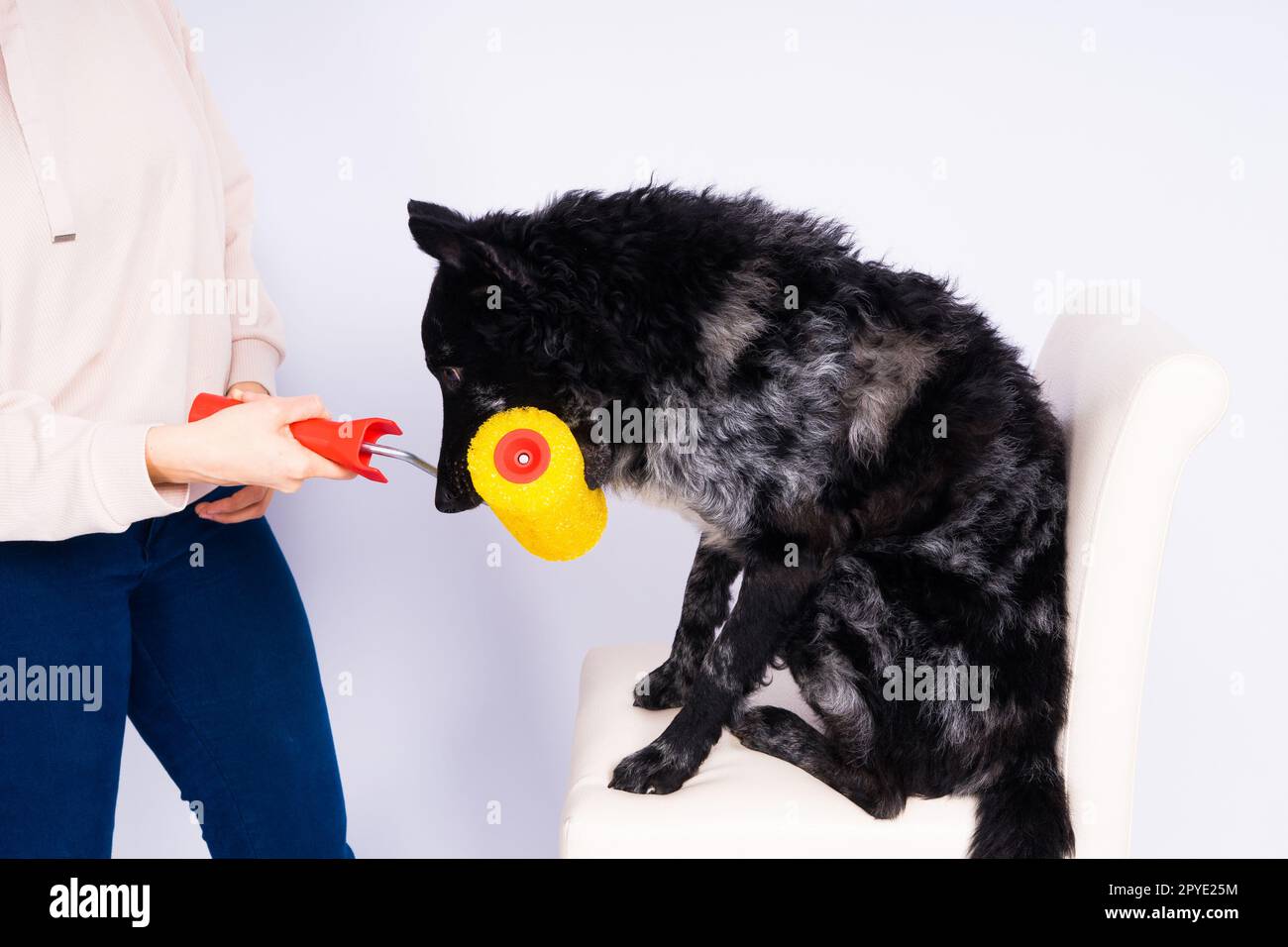 Ein Mann malt seinen Hund und macht Renovierungsarbeiten im Zimmer. Gute Beziehung zwischen einem Hund und seinem Besitzer Stockfoto