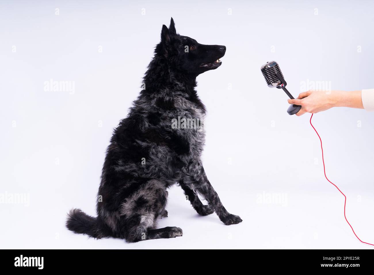 Mudi-Hund mit Mikrofon auf weißem Studiohintergrund Stockfoto