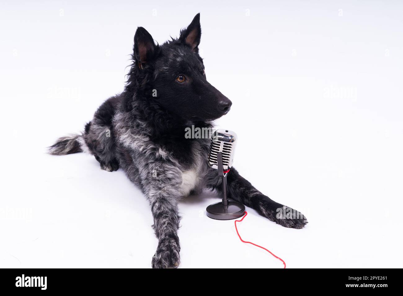 Mudi-Hund mit Mikrofon auf weißem Studiohintergrund Stockfoto