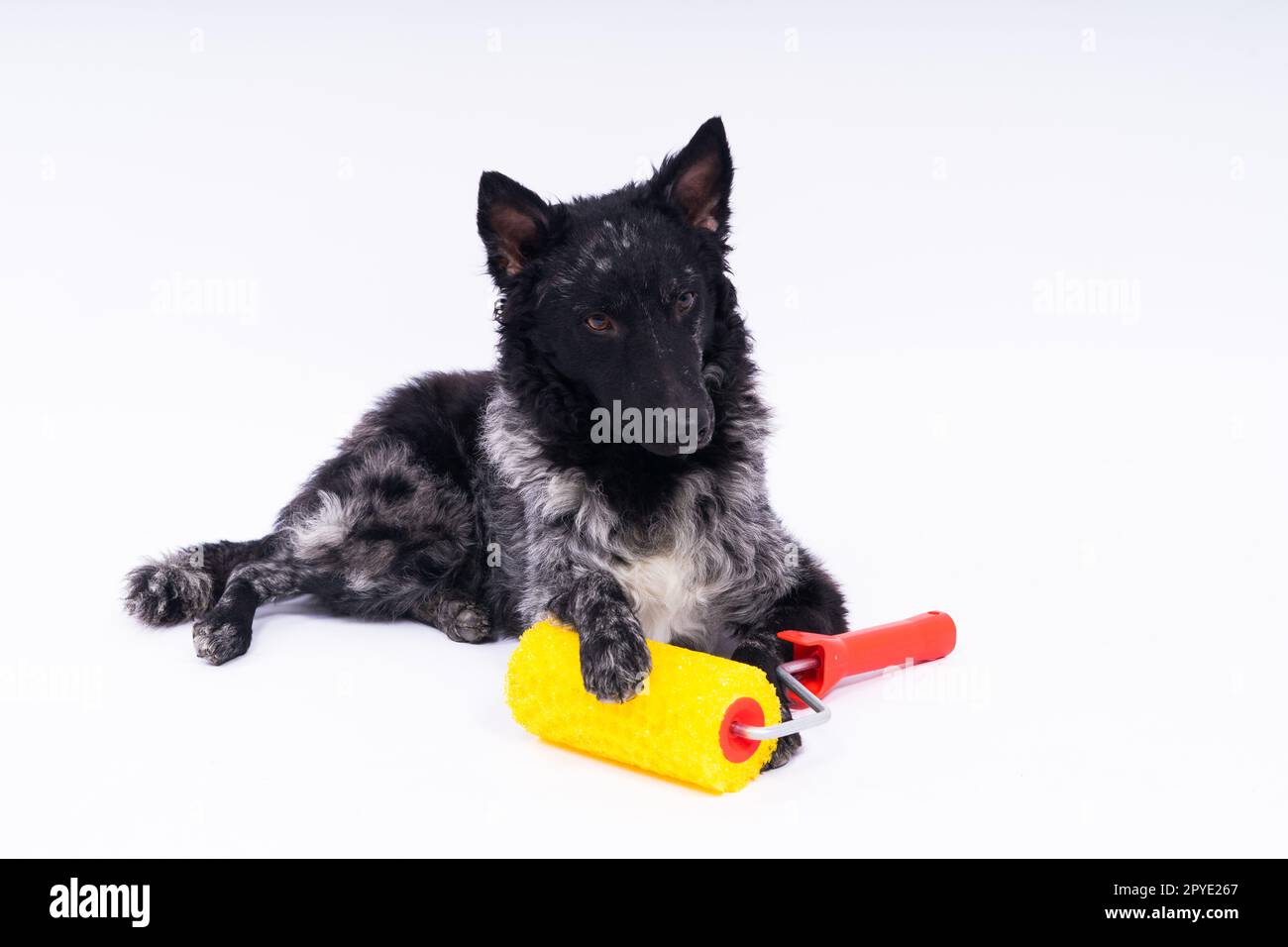 Ein Mann malt seinen Hund und macht Renovierungsarbeiten im Zimmer. Gute Beziehung zwischen einem Hund und seinem Besitzer Stockfoto