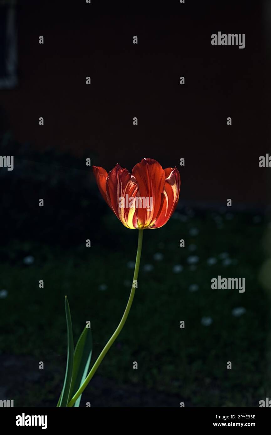 Rote und gelbe Tulpe auf dunklem Hintergrund aus nächster Nähe Stockfoto